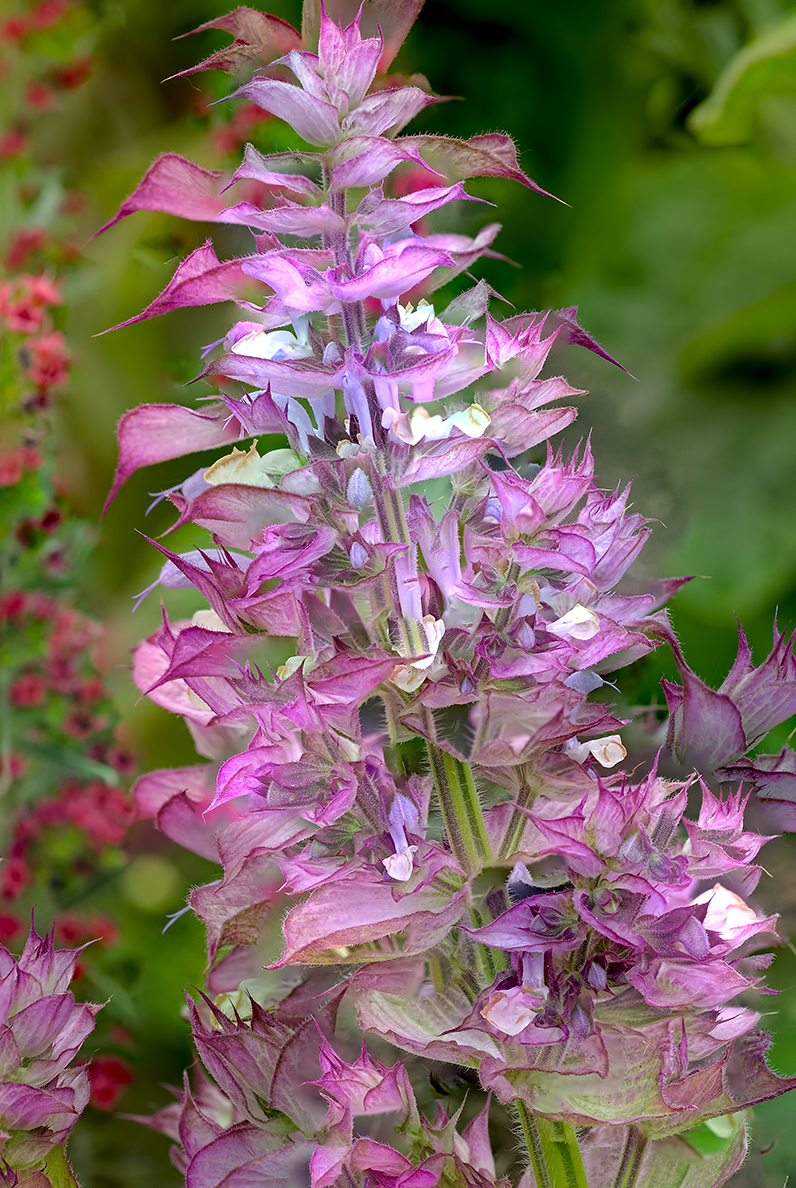 Linda Cochran's Garden: Salvia Sclarea 'Piemont'